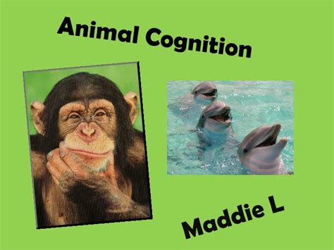 PPT - Animal Cognition PowerPoint Presentation, free download - ID:5815523