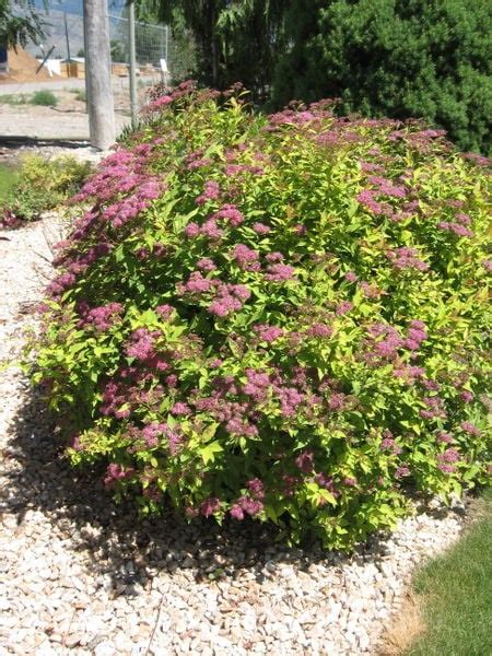 Goldflame Spirea - Blue Grass Nursery, Sod and Garden Centre: Calgary ...