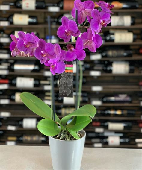 Lavender Orchids Columbus, OH Orchids | Griffin's Floral Design ...