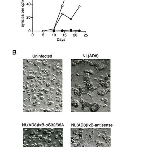 Reduced NF-κB DNA binding activity in cells transfected with ...