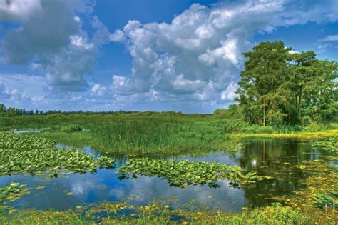 Everglades | Location, Florida, Ecosystem, & Facts | Britannica