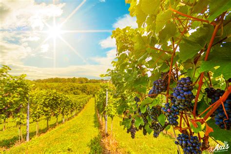 Sunset over vineyards with red wine grapes in late summer - Axis ...