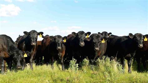 What is the difference between grass-fed and grain-fed cattle? - Weiler ...