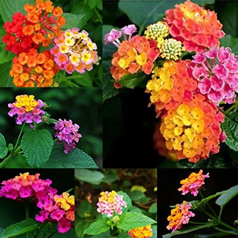 Lantana Care In Pots: 15 Easy Tips And Tricks For Beginners