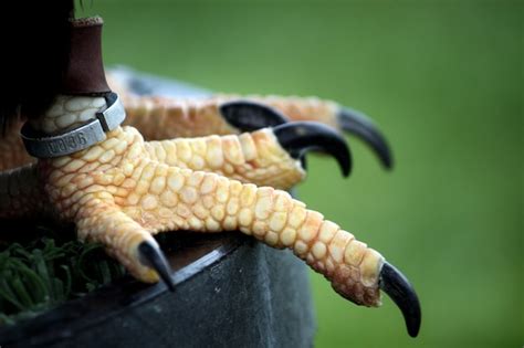 Closeup view of the claws of an eagle marked with a identification ring. | Premium Photo