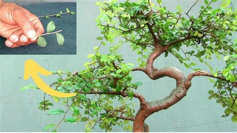 Bonsai Chinese Elm /Pruning/ Top 3 Tips - YouTube