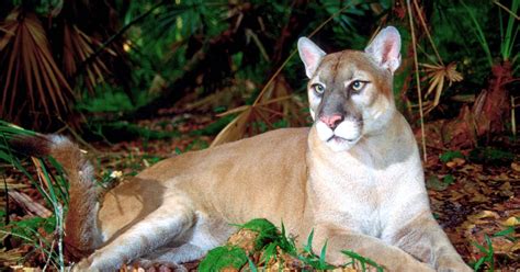 Florida Panther National Wildlife Refuge | U.S. Fish & Wildlife Service