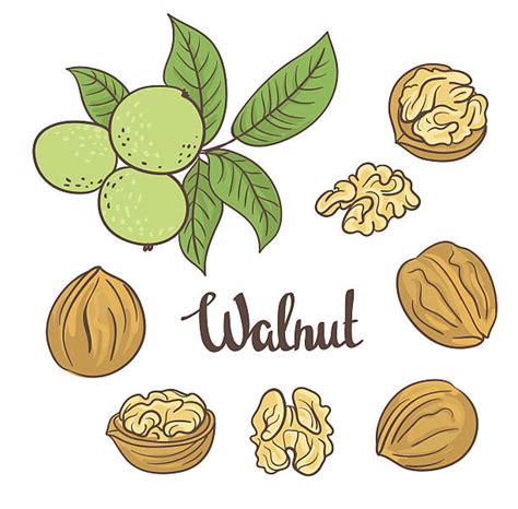 Walnut Clip Art, Vector Images & Illustrations - iStock