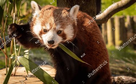 Red Pandas at Longleat Safari, a red panda eating bamboo in a zoo ...