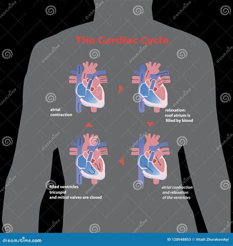 Flat Cardiac Heart Cycle In Human Body Grey Sihluette Isolated On Black ...