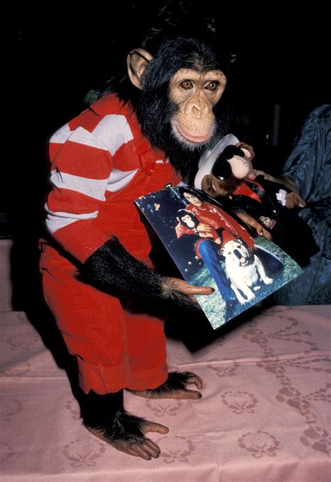 Bubbles (chimpanzee) | Michael Jackson Wiki | Fandom