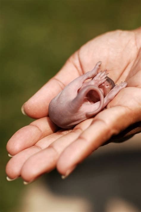 Caring for an Orphaned Baby Squirrel | ThriftyFun