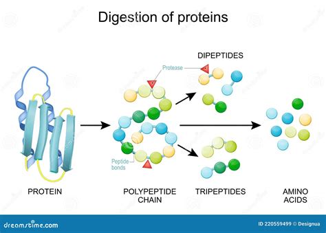 Digests Proteins