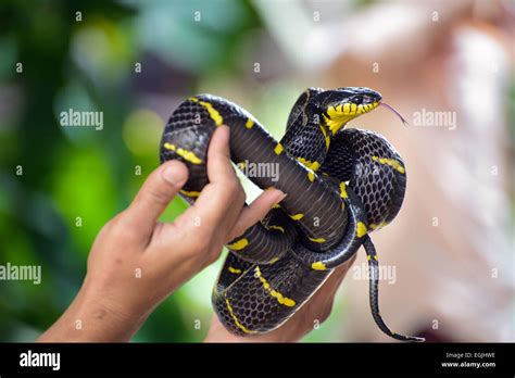 Boiga dendrophila Mangrove snake Bangkok snake farm Stock Photo - Alamy