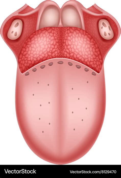 Cartoon of human tongue anatomy Royalty Free Vector Image