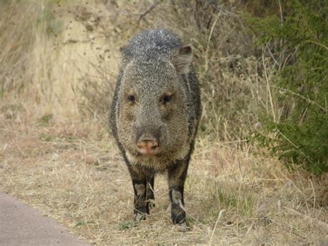 Collared Peccary - Pecari tajacu - NatureWorks