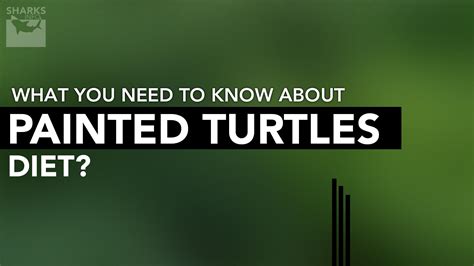 What You Need To Know About Painted Turtles Diet? - sharksinfo.com