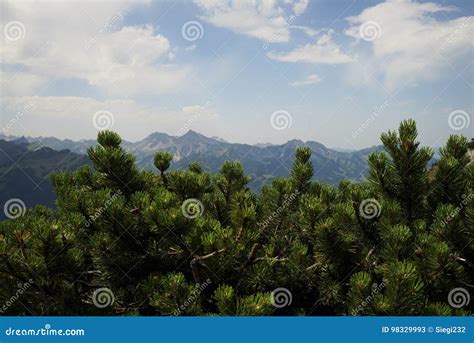 Tyrolean Alps stock image. Image of hills, forestry, meadow - 98329993