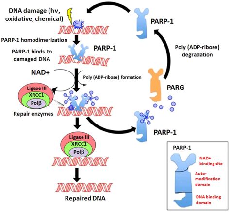 PARP inhibitors and epithelial ovarian cancer: Molecular mechanisms ...