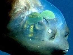 Barreleye Fish