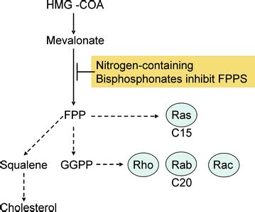 Pharmacology: Mechanism of Action of Bisphosphonates | Pocket Dentistry