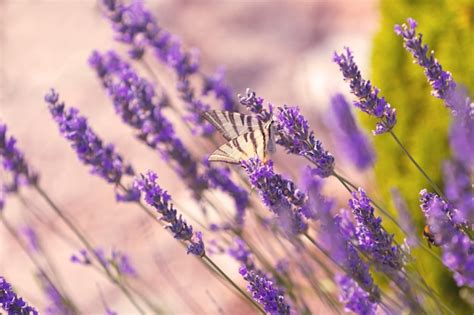 Premium Photo | Butterfly at lavender flowers