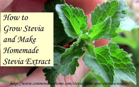 Stevia Plant – How to Grow It and How to Use It | Growing stevia ...