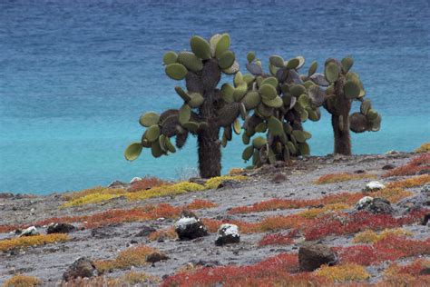 Prickly pear cactus - Galapagos Conservation Trust