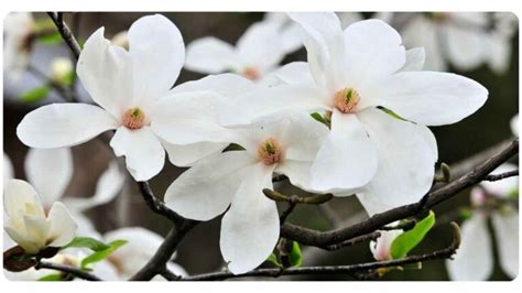 6 Magnolia Bark Benefits: Dosage & Safety | The Botanical Institute