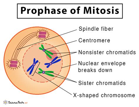 Mitosis Anaphase Diagram