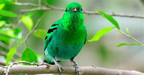 Types of Green Birds - A-Z Animals