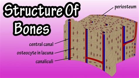 Bone Connective Tissue Diagram