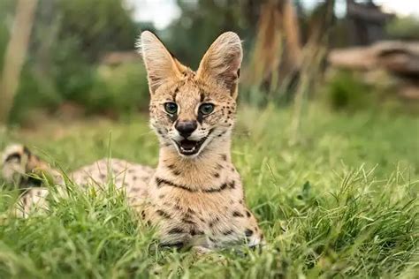 Serval - Facts, Size, Diet, Pictures - All Animal Facts