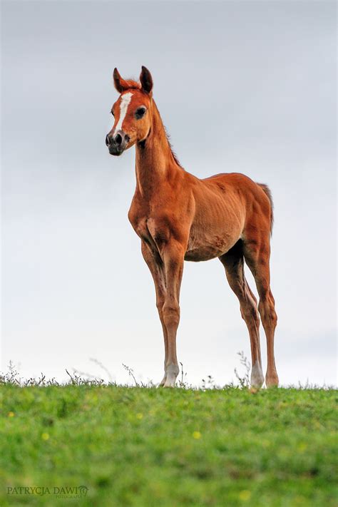 horse -Arabian foal from stable Liderów , Poland | Beautiful arabian horses, Foals, Baby horses