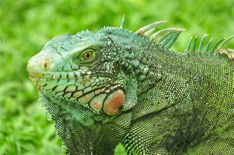 Banco de imagens : animais selvagens, selvagem, réptil, Iguana, fauna, lagarto, Lagarto verde ...