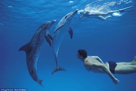 Dancing with dolphins: Stunning underwater photographs capture pro-swimmers as they come nose-to ...