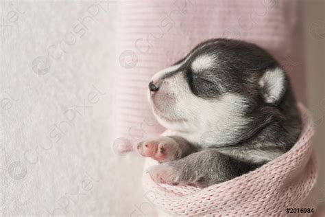 Newborn Siberian Husky puppy age of 1 days Husky Dog - stock photo ...