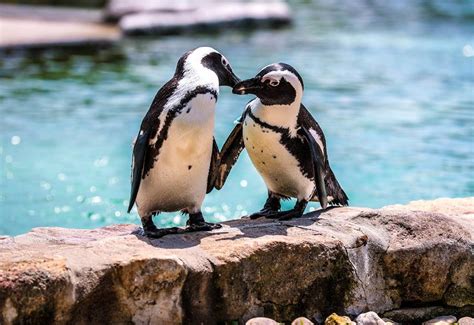 Play With Penguins At This Pennsylvania Zoo For An Adorable Adventure