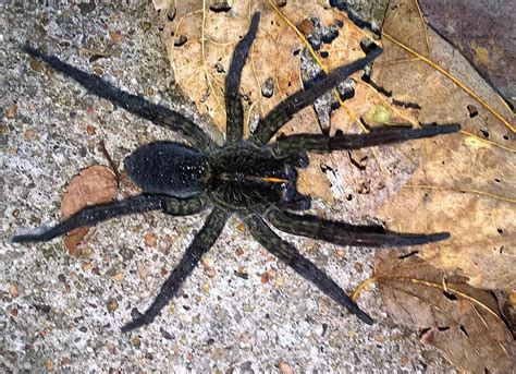 Kansas, USA - captured and released this monster that was hanging out ...