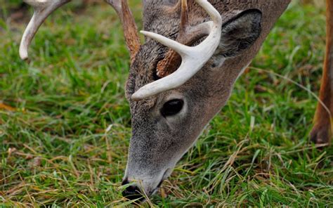 8 Points About Deer Antlers - Sporting Classics Daily