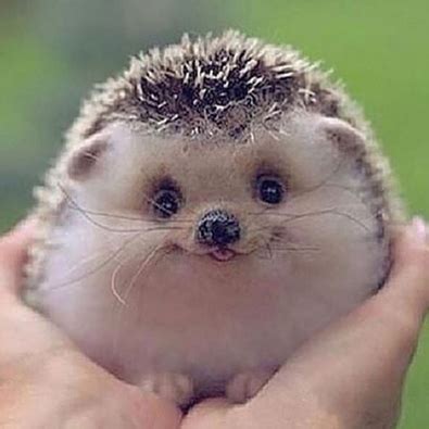 Smiling Hedgehog | Critters | Pinterest | Hedgehogs, Animal and Adorable animals