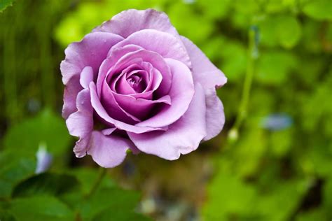Top 999+ purple rose images – Amazing Collection purple rose images Full 4K