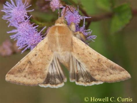 Corn Earworm Moth Helicoverpa zea (Boddie, 1850) | Butterflies and ...