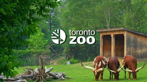 Toronto Zoo: Ransomware attack had no impact on animal wellbeing - Source: www.bleepingcomputer ...