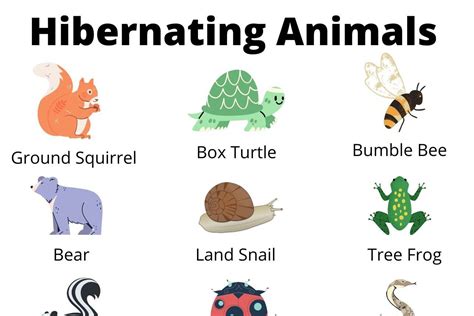 Animals That Hibernate Chart