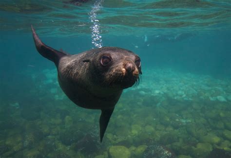 Seal & Ocean Expedition - Participant - Wild Ocean Tasmania Reservations