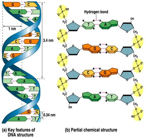 Structure of DNA - Genetics