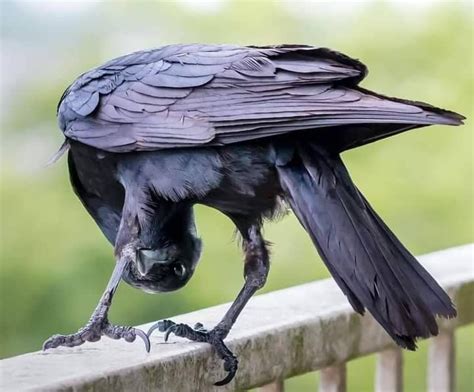 Pin by Leslie Irwin on Raven | Crow pictures, Crow, Pet birds