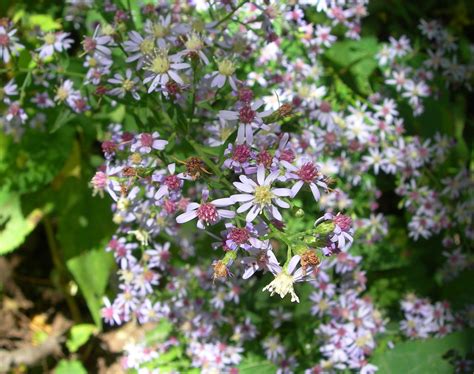 Wildflowers | On the Appalachian Trail | sh1mm3r | Flickr