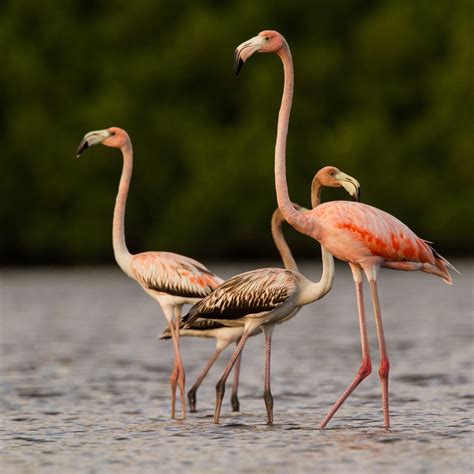 American Flamingo - Birding Trinbago